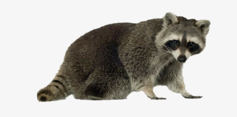 Amazing Animals Raccoons, transparent png download