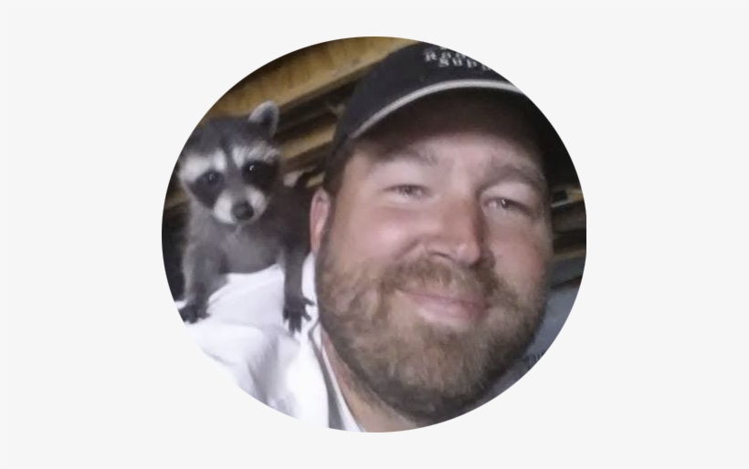 Racoon - Black-footed Ferret, transparent png download