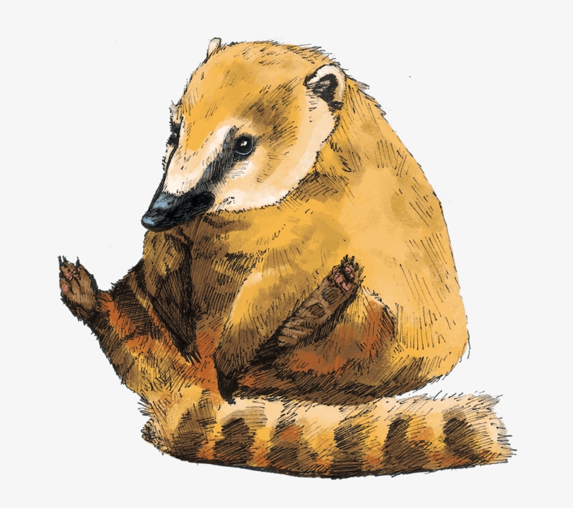 Uk Safari - North America, transparent png download