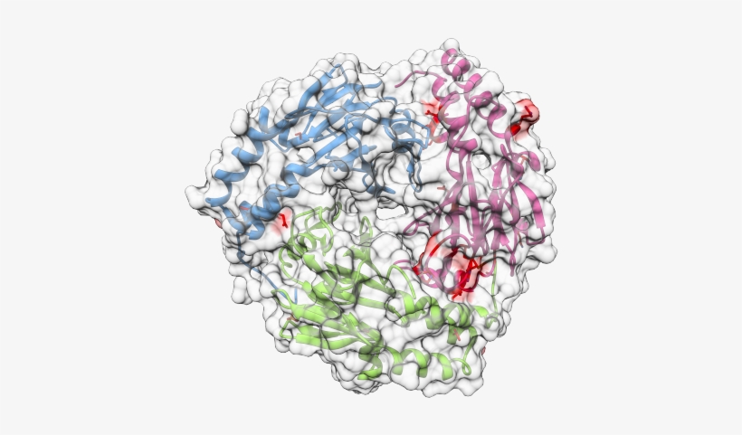 Barcelona Biomed Conference Invited Structural Biologists - Illustration, transparent png download