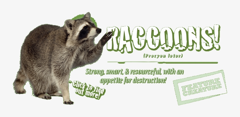 Bats, Birds, Snakes, Squirrels, Rats, Bees, Raccoons - Touch? By Molly Aloian, transparent png download