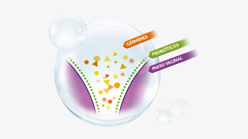 ¿cuál Es El Papel De Los Probióticos En Los Desequilibrios - Bacterias Que Habitan En La Vagina, transparent png download