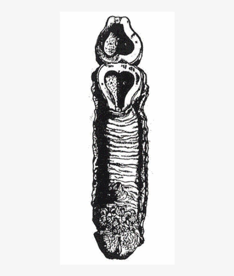 Vesalius Andreas De Humani Corporis Fabrica, transparent png download