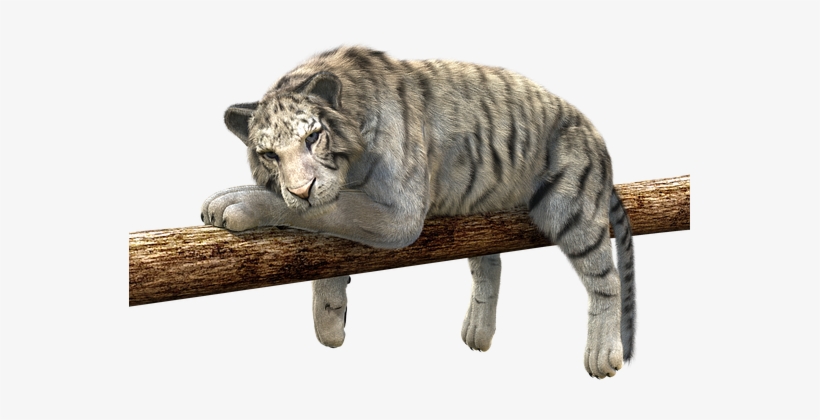 Tiger Branch Concerns Relax Lurking Predat - Silicone Case For Nokia 6 - White Tiger, transparent png download