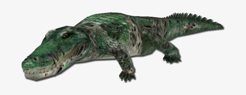 Alligator - Alligator Png, transparent png download