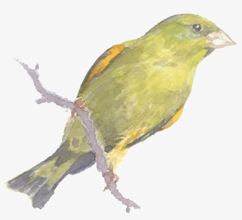 Yellow Bird Standing On A Tree Trunk Watercolor Transparent - Summer Tanager, transparent png download