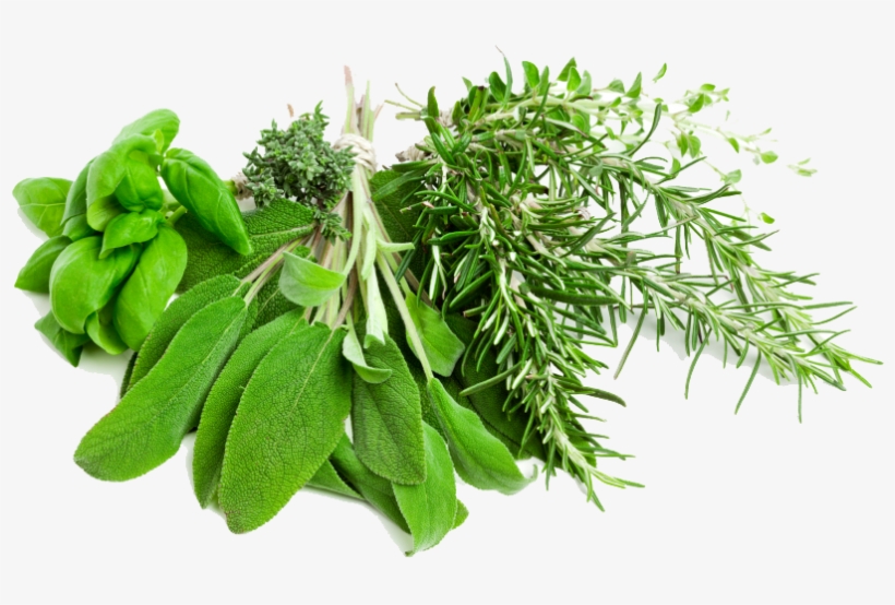 Medicinal Plants - Herbs Png, transparent png download