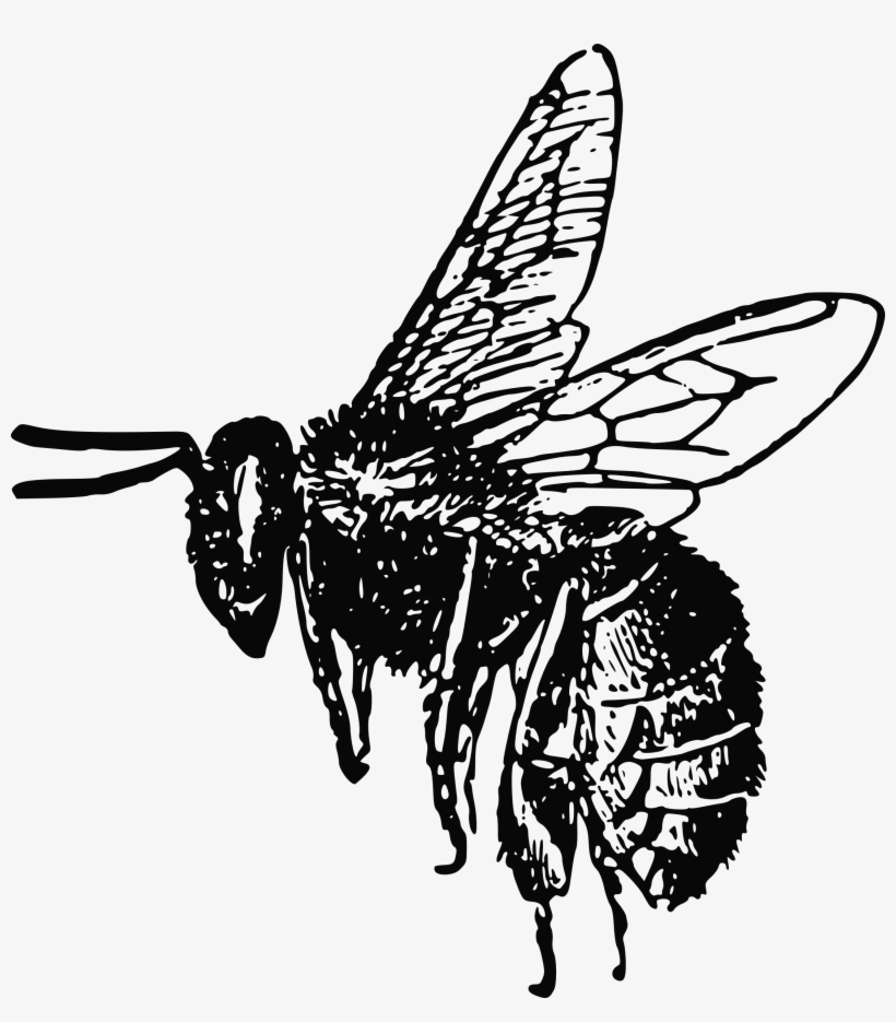 Big Image - Bee Clip Art, transparent png download