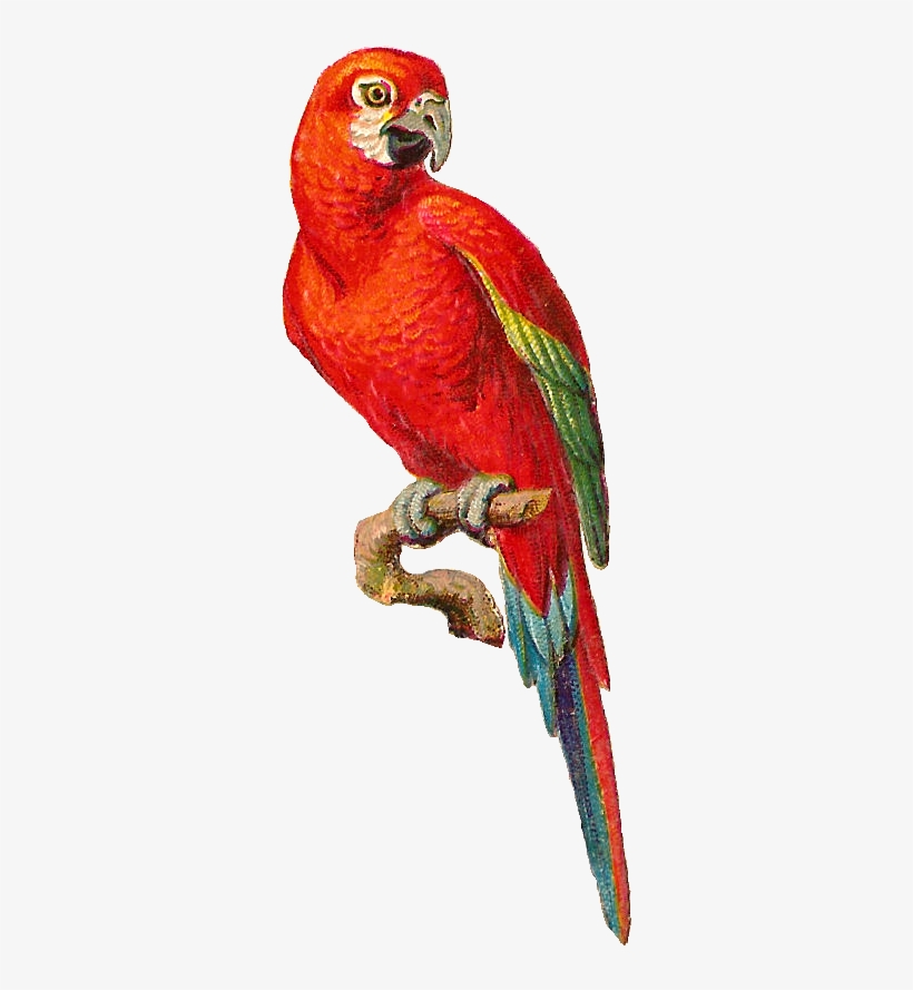 Colorful Parrot Png Photo - Parrot On A Branch Png, transparent png download
