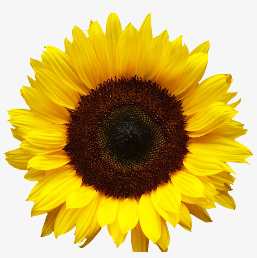 Graphic Library Download Png For Free Download On Mbtskoudsalg - Sunflower Png, transparent png download