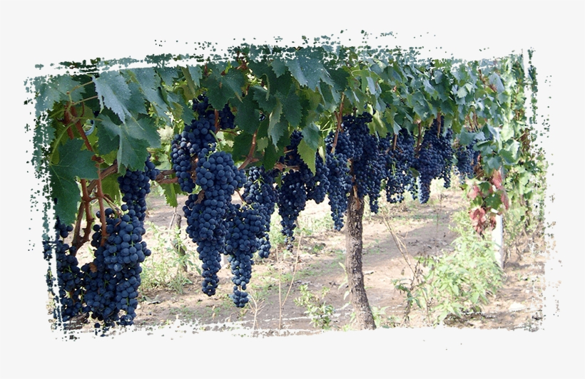 The Speziale Wine Company Is Part Of That Group Of - Vineyard, transparent png download