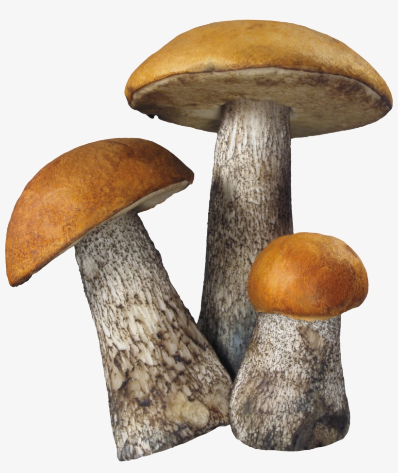 Mushroom Png Image - Mushroom Png, transparent png download