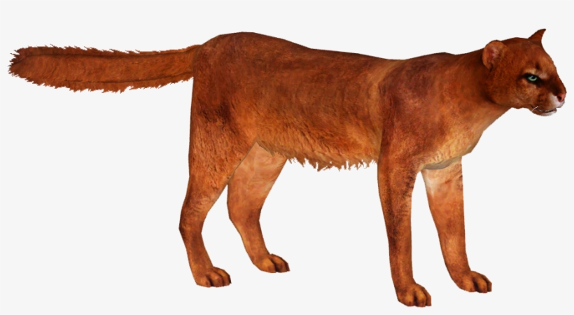 Jaguarundi - Puma Yagouaroundi Png, transparent png download