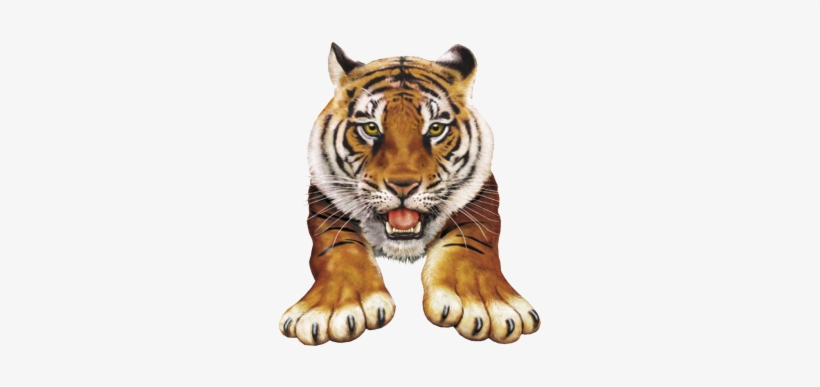 Animals Png - Amazing Pop-up Animal Atlas, transparent png download