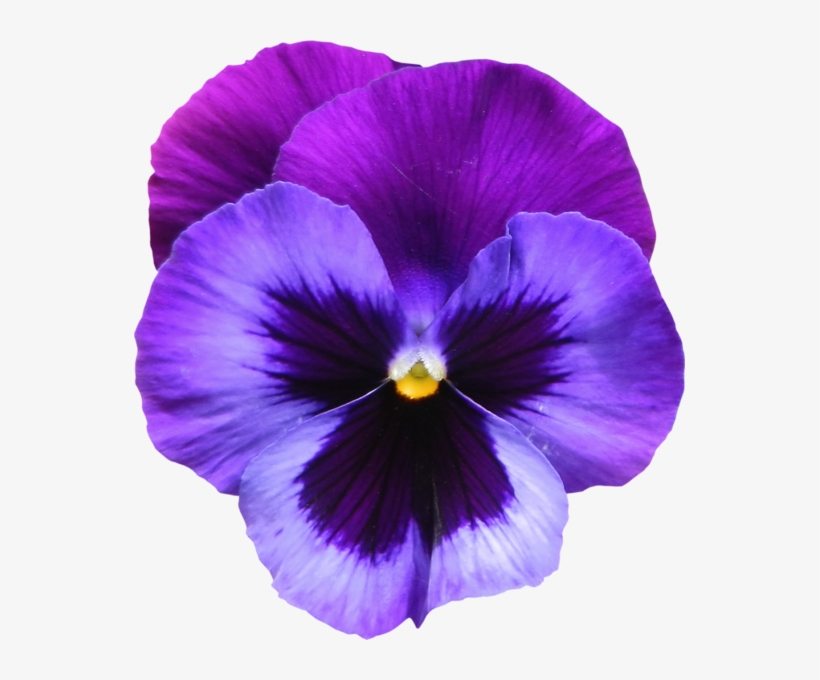 Clip Free Large Transparent Purple Flower Png Ziedi - Violet Flower, transparent png download