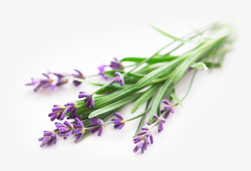 Lavender - Doterra Make And Take Essential Oil Party, transparent png download