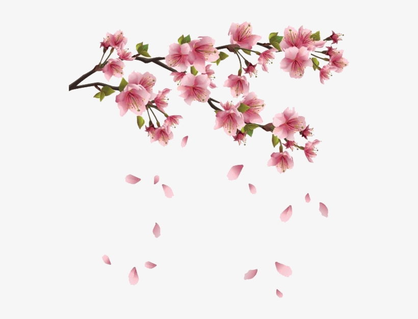 Download - Transparent Background Cherry Blossoms Png, transparent png download