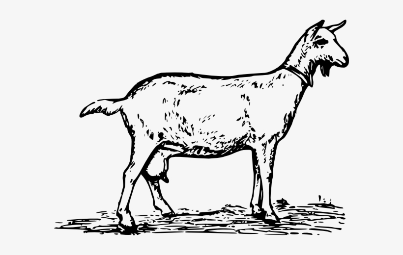 Junior Yearling Born June - Goat Black And White Drawing, transparent png download
