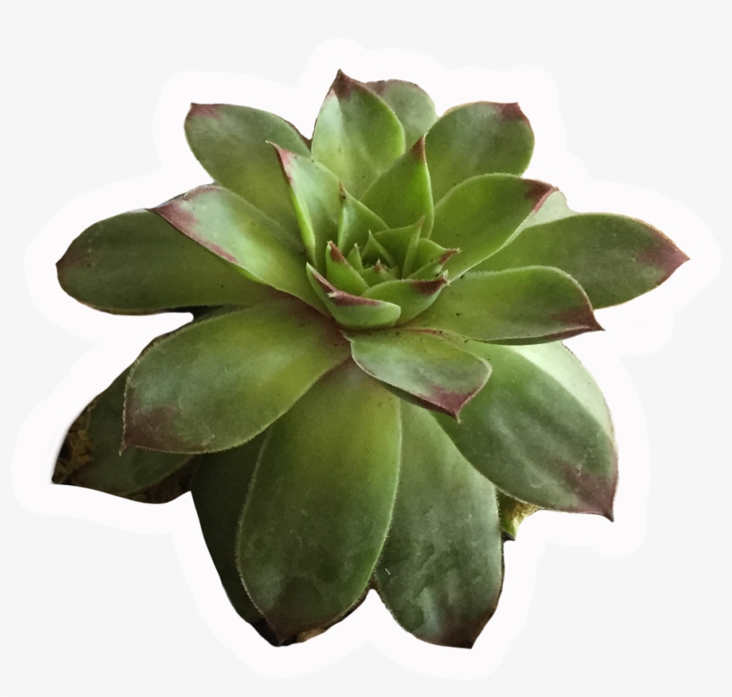 I Think It's A Lot Of Fun To Compose Your Paintings - Agave, transparent png download