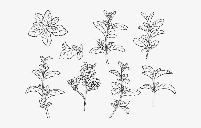 Free Hand Drawn Stevia Vector - Imagen De La Stevia Para Colorear, transparent png download