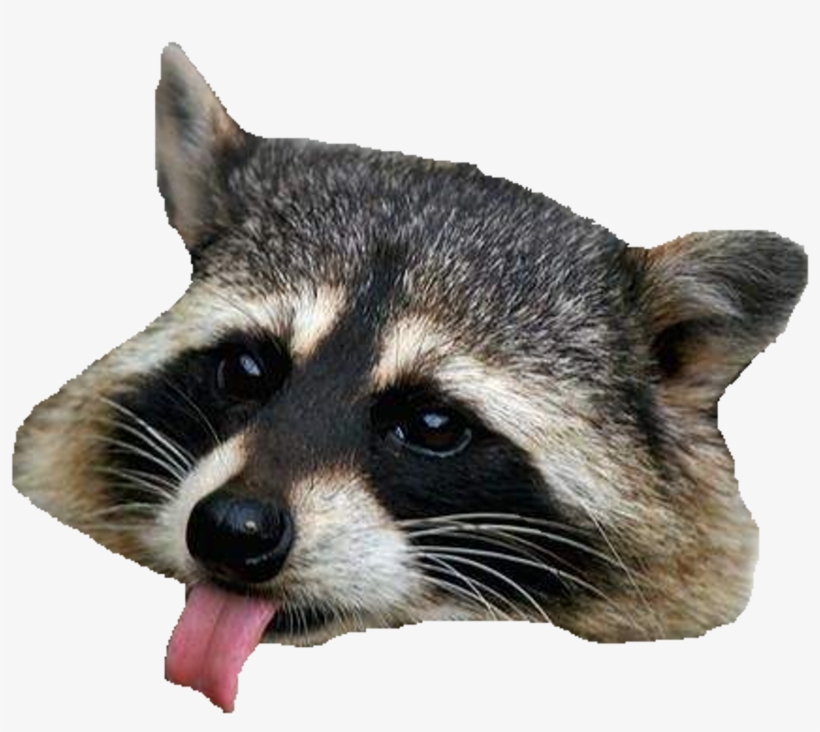 Raccoon Png Clipart - Raccoon Png, transparent png download