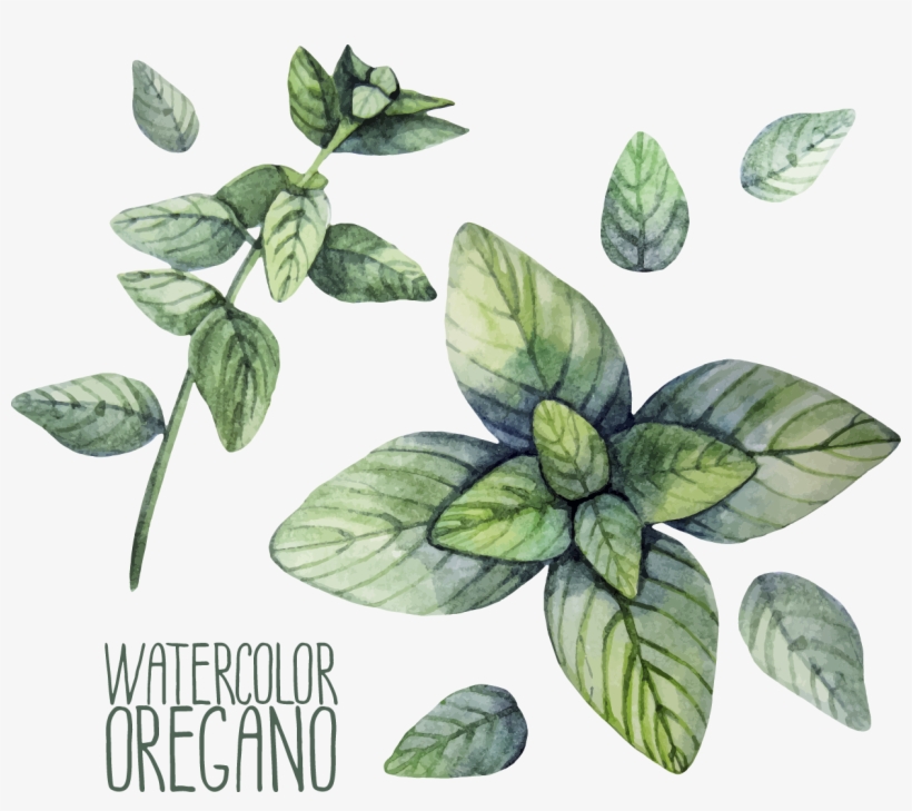 Herb Oregano Watercolor Painting Illustration - Oregano Watercolor, transparent png download