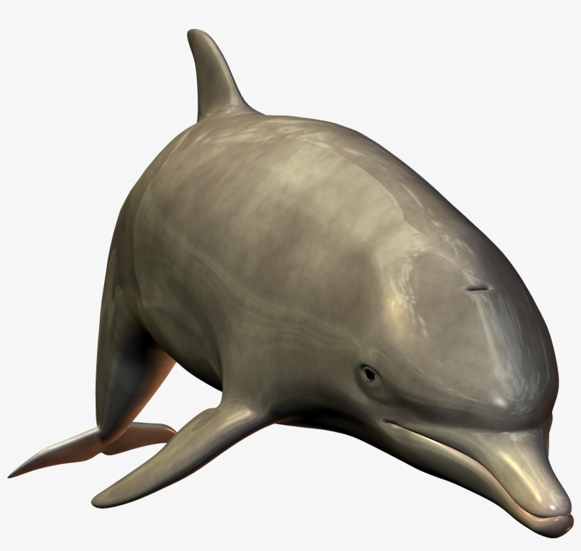 Cute Swimming Dolphin Png Image - Dolphin Png, transparent png download