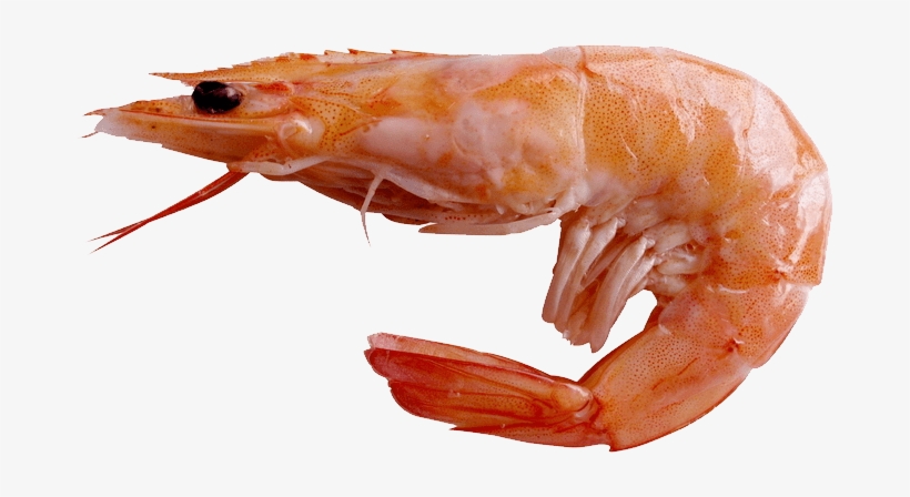 Download - Shrimp Png, transparent png download