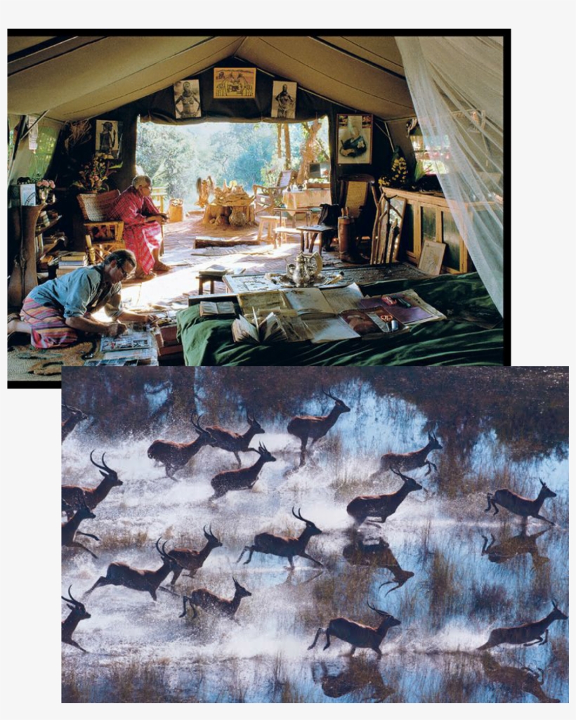 Jordan Again Plays With Proportions To Affect A Confident, - Peter Beard, transparent png download
