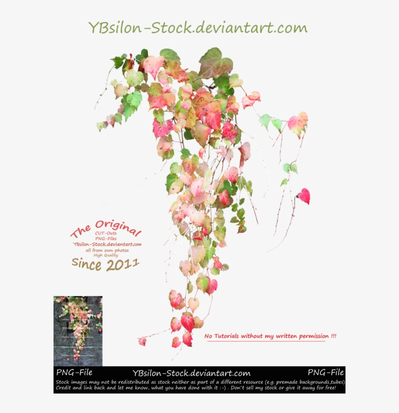 Autumn Ivy By Ybsilon Stock By Ybsilon Stock - Ivy, transparent png download