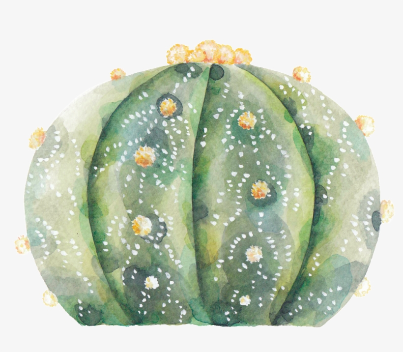 This Graphics Is A Prickly Pear Png Transparent About, transparent png download