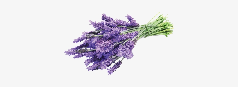 Soothed - Bundle Of Lavender, transparent png download