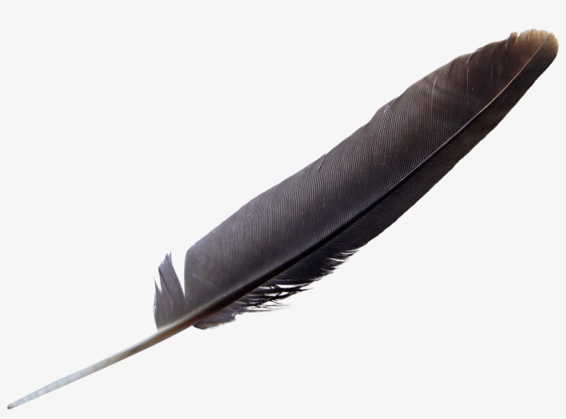Feather Download Png - Feather Png Transparent, transparent png download