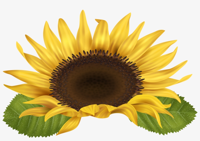 Sunflower Png, transparent png download