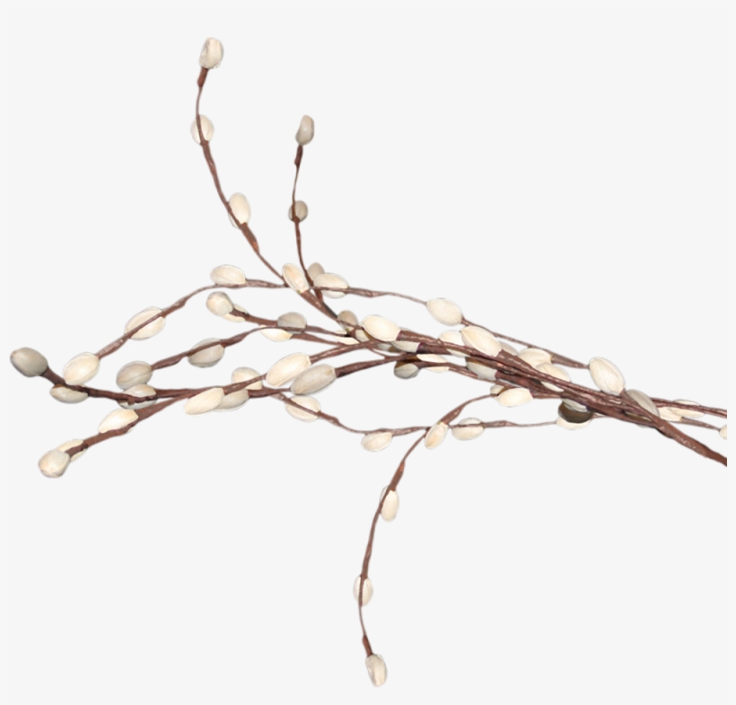 Driftwood Vector Watercolor - Верба Клипарт, transparent png download