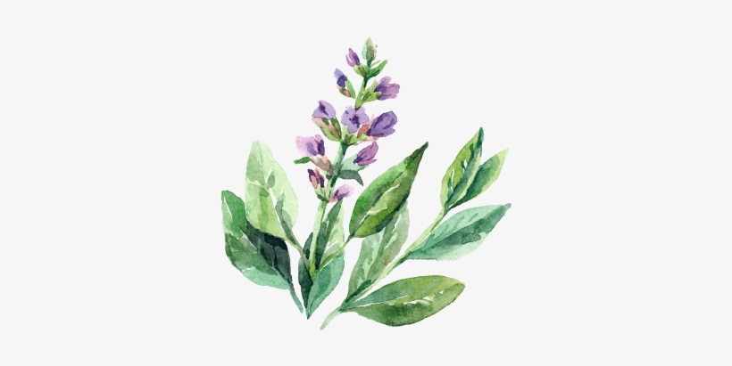 "wow Everything We Had Was Absolutely Delicious - Clary Sage Watercolor, transparent png download