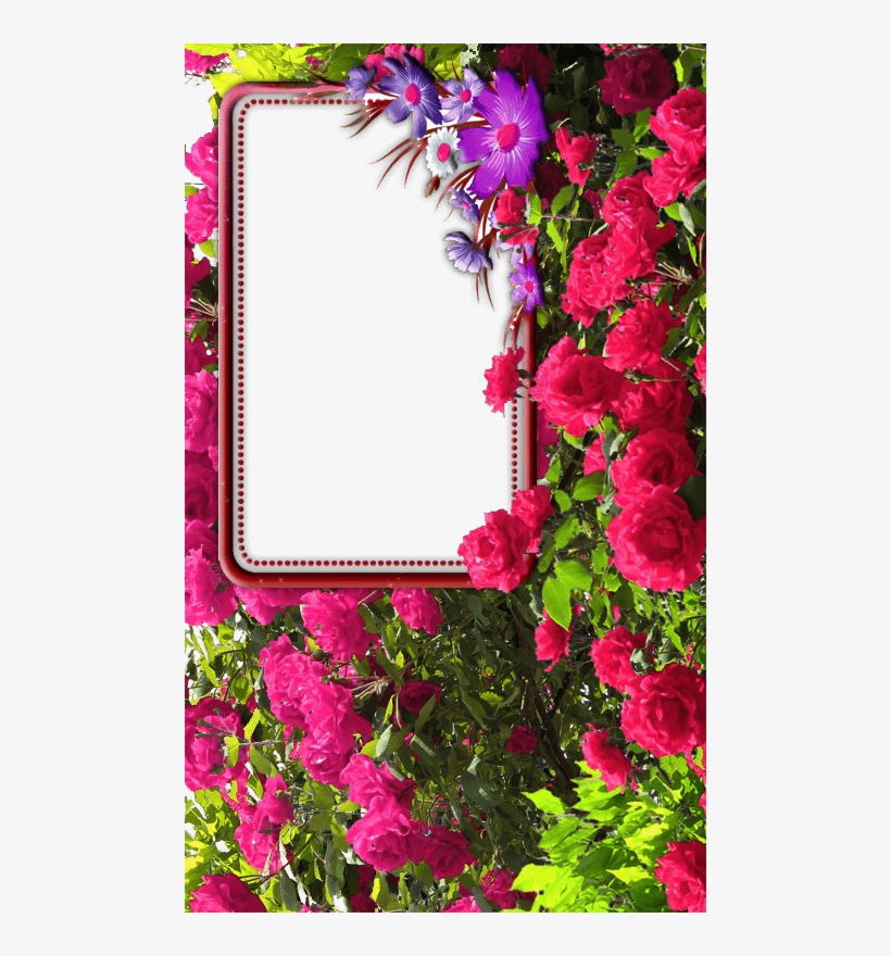 Window, Flower - Rose Flower Photo Frame, transparent png download