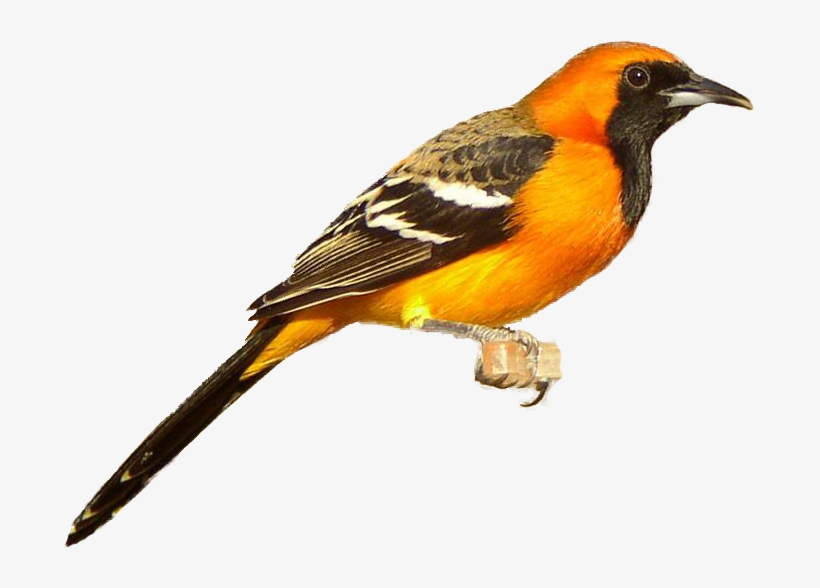 Realistic Clipart Oriole - Oriole Png, transparent png download