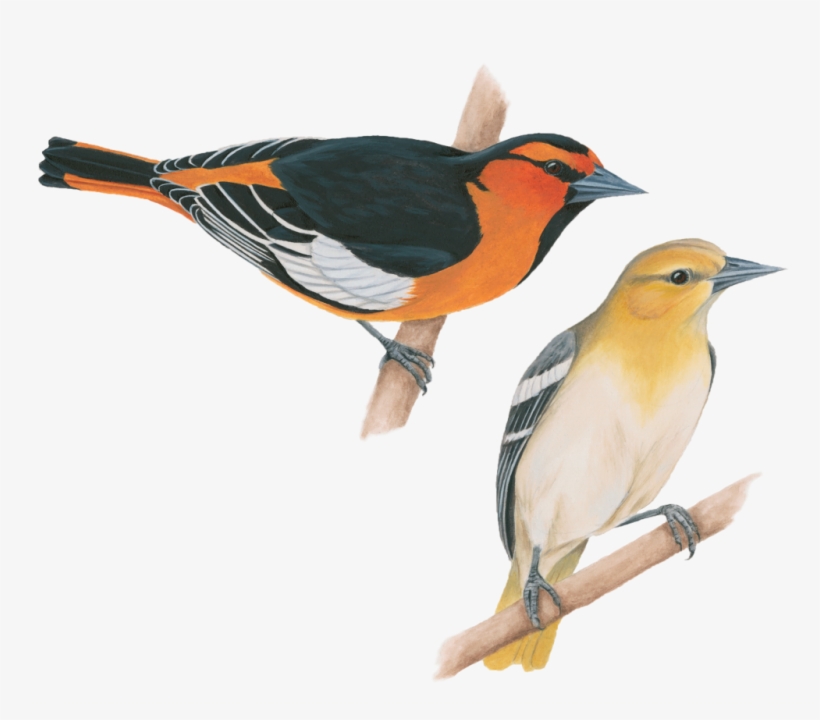 Bullocks Oriole - Old World Oriole, transparent png download