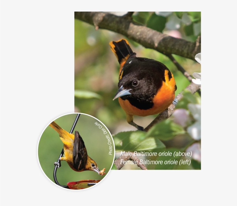Male And Female Baltimore Orioles - Finch, transparent png download