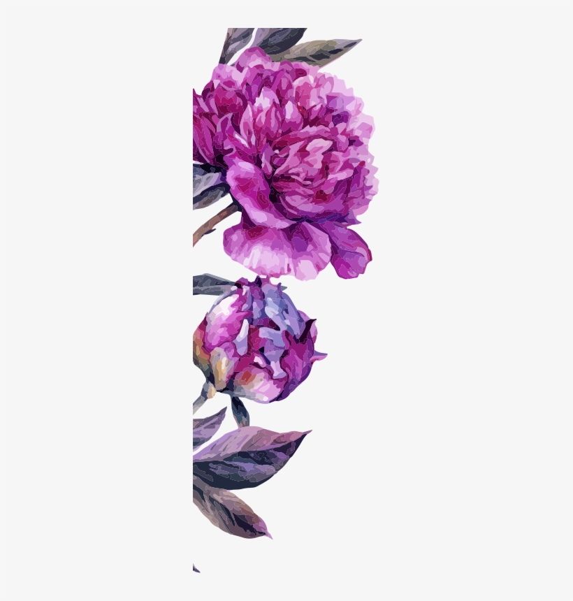 Common Peony, transparent png download