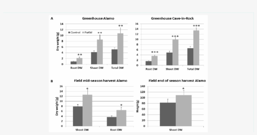 Pakm Greatly Promoted Growth Of Switchgrass Cvs - Portable Network Graphics, transparent png download