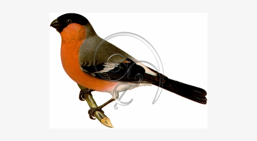 Eurasian Bullfinch Bird » Enlivendesigns - Gimpel, transparent png download