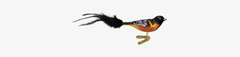 Old World Christmas Baltimore Oriole Glass Blown Ornament, transparent png download