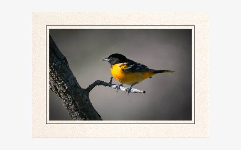 Baltimore Oriole - Swallow, transparent png download
