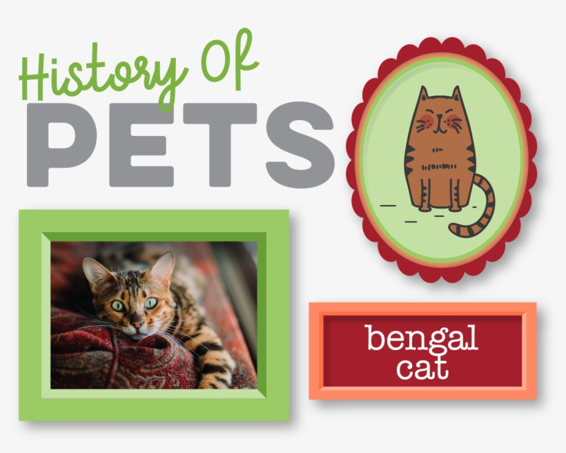 History Of Pets Bengal Cat - Pet, transparent png download