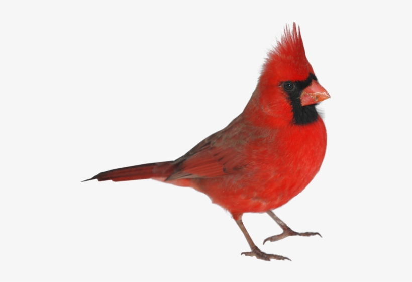 Birds 4 - Bird, transparent png download