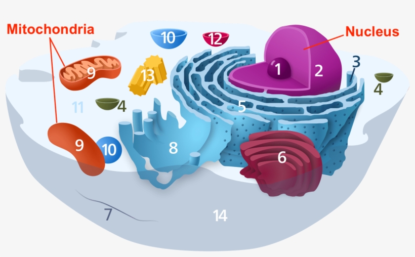 Vet School Biommed - Courses And Careers In Microbiology, transparent png download