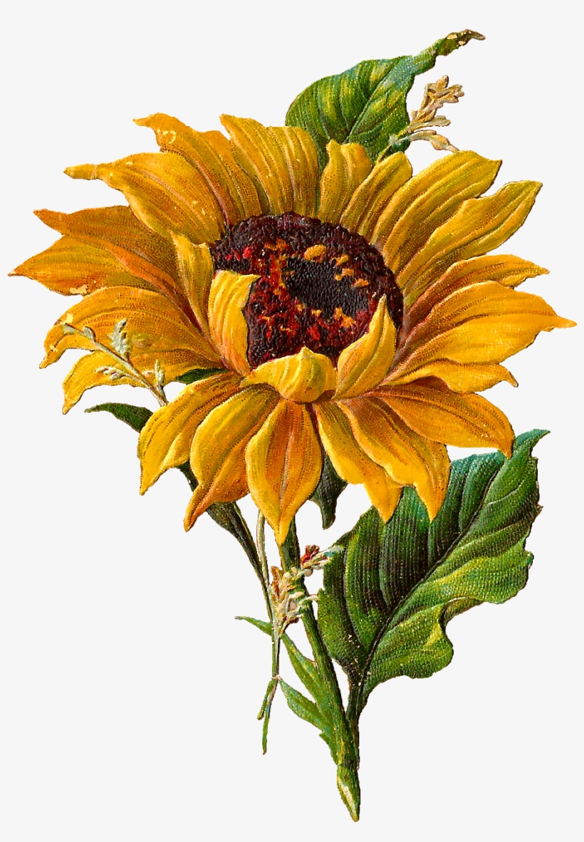 Stunningly Pretty Digital Stock Sunflower Clip Art - Sunflower Botanical Illustration, transparent png download