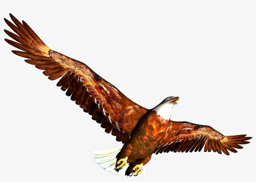 Eagle Clipart - Png Animal, transparent png download